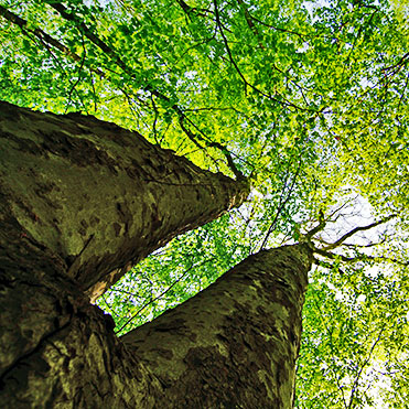Baum Steiger & Riesterer 